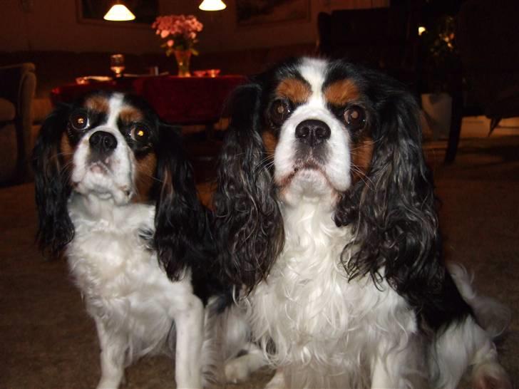 Cavalier king charles spaniel Sofus (død 8 / 6 - 08) billede 19