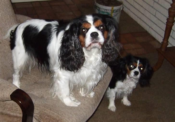Cavalier king charles spaniel Sofus (død 8 / 6 - 08) billede 20