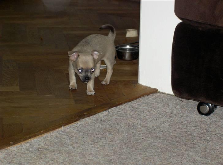 Chihuahua Lille Møf - Jeg er en stor kamphund!! billede 2