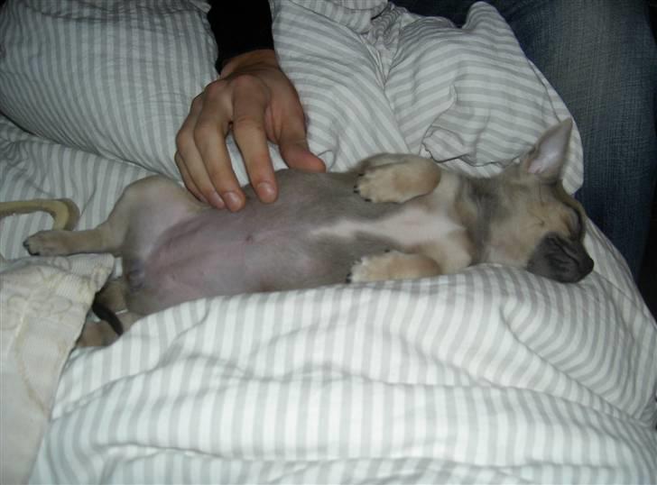 Chihuahua Lille Møf - Mums.. jeg elsker at blive nusset.. billede 3