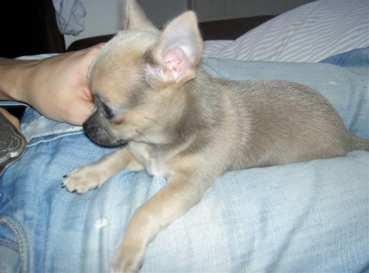 Chihuahua Lille Møf - Far er den flotteste.. billede 4