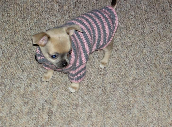 Chihuahua Lille Møf - Er jeg ikke lækker?? billede 5