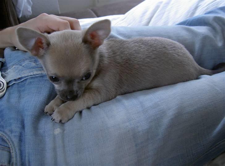 Chihuahua Lille Møf - Jeg er såå træt.. billede 6
