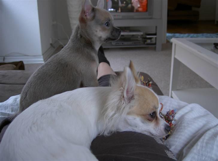 Chihuahua Lille Møf - Hm.... billede 7