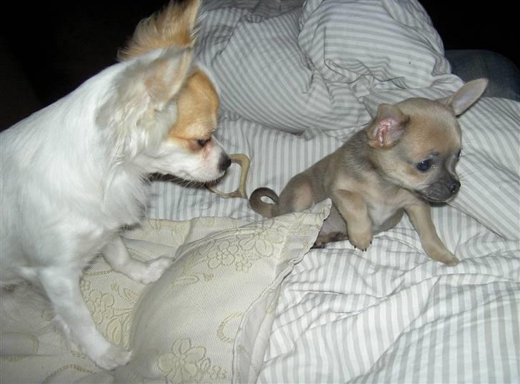 Chihuahua Lille Møf - Så du den mus på gulvet Shila? billede 8