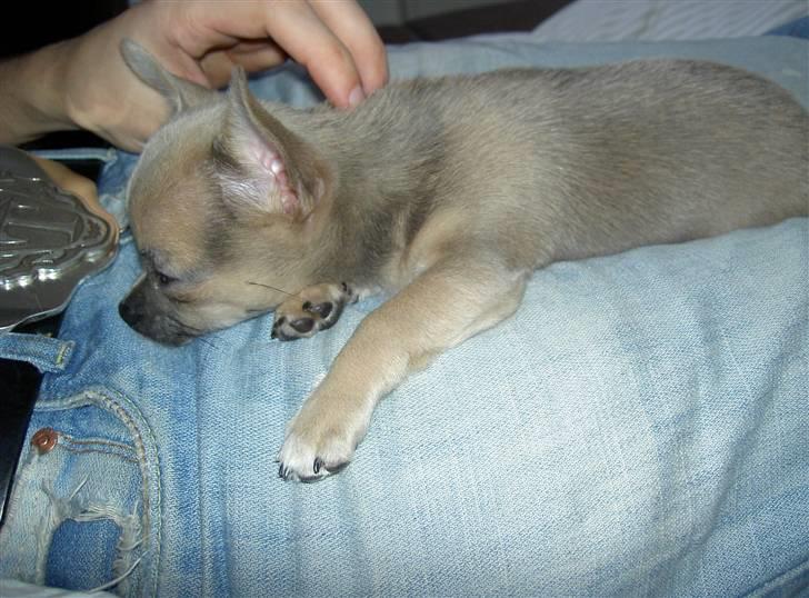 Chihuahua Lille Møf - Far er sååå sød.. billede 9