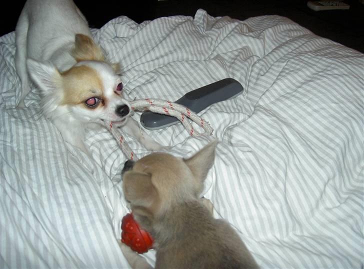 Chihuahua Lille Møf - Jeg vil have den.. nej Jeg vil..  billede 10