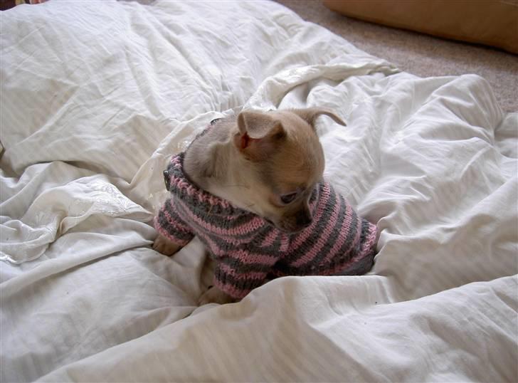 Chihuahua Lille Møf - Kan jeg da ikke få den dumme trøje af... billede 11