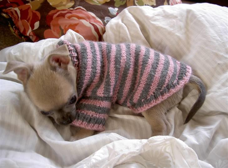 Chihuahua Lille Møf - Shila gider ikke have tøj på.. billede 12