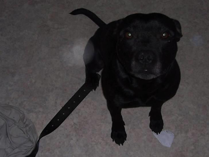 Staffordshire bull terrier Tico - Se mine dejlige øjne:) billede 1