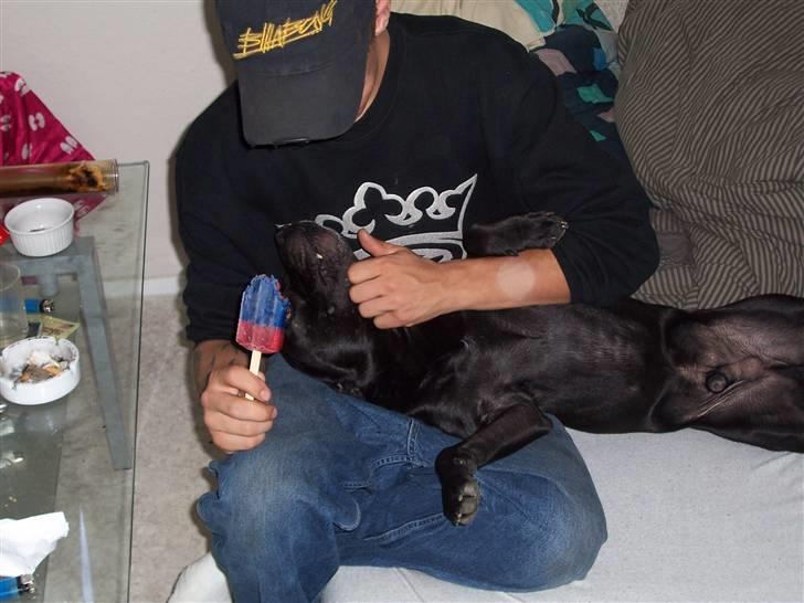 Staffordshire bull terrier Tico - Mmmh Is.. Far gi noget billede 2