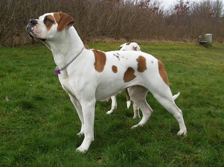 Amerikansk bulldog holmegaards Bull red hot nugga - 09  billede 1