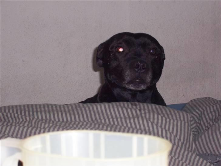 Staffordshire bull terrier Tico - Hvornår kommer du over til mig og far ? billede 3