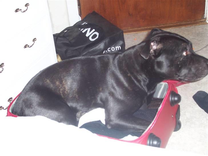 Staffordshire bull terrier Tico - Mor Du må ikk rejse ligger mig her indtil du bliver hjemme  billede 4