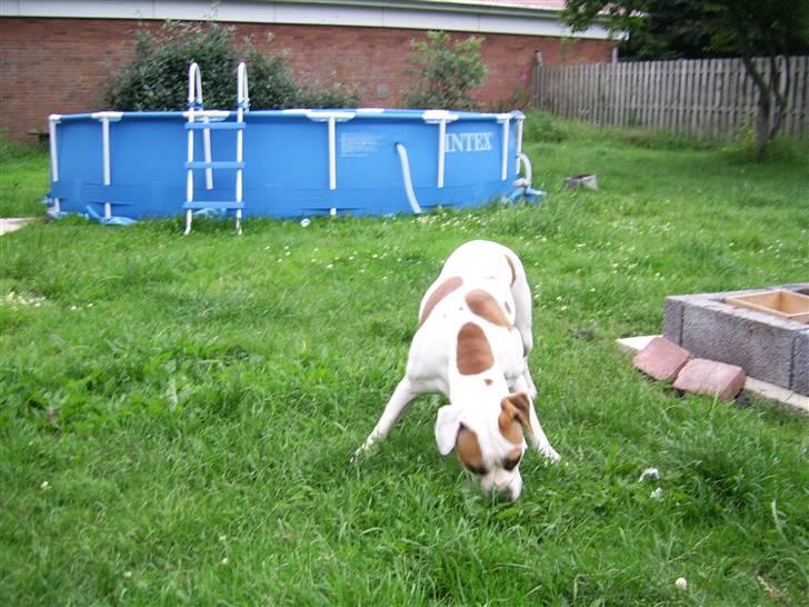 Amerikansk bulldog holmegaards Bull red hot nugga - Ja her leger jeg så den broget ko og spisre lidt græs hehe 07 billede 2