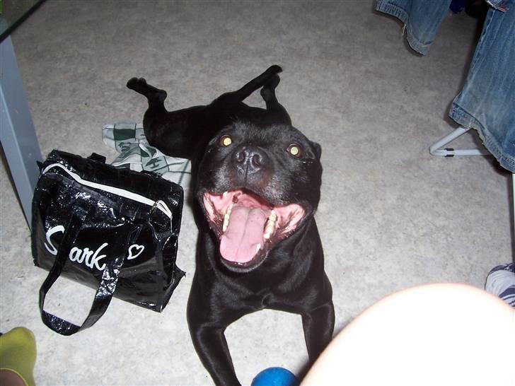 Staffordshire bull terrier Tico - Se Jeg kan også ligne en frø billede 5