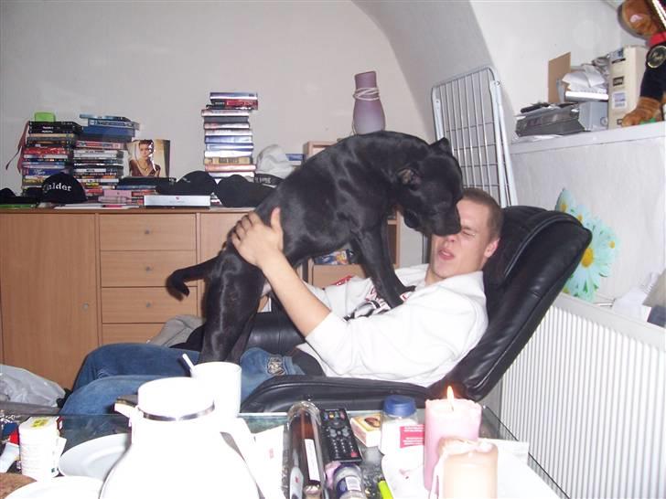 Staffordshire bull terrier Tico - Stort Smækkys til farmand billede 6