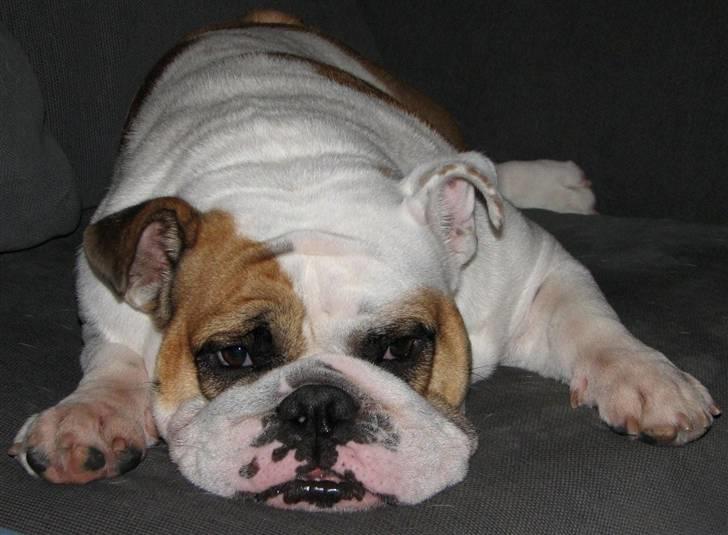 Engelsk bulldog Rosa - "Rosie" - Rosa - nu i vågen tilstand (næsten...) billede 1