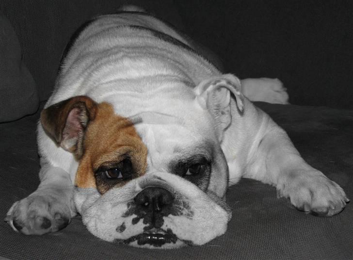 Engelsk bulldog Rosa - "Rosie" - Leg m Photoshop... billede 2