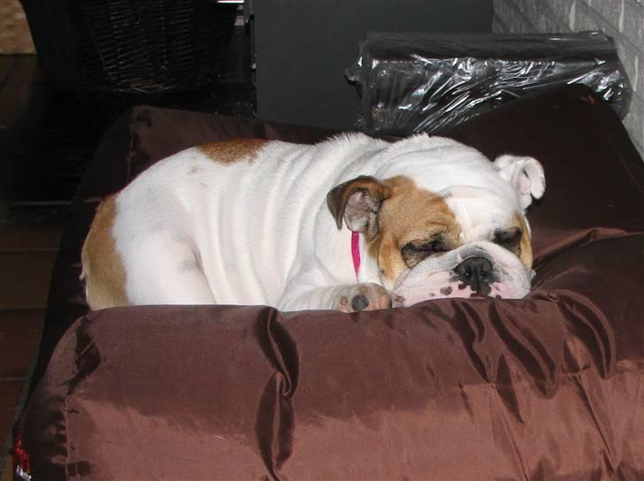 Engelsk bulldog Rosa - "Rosie" - Fugl på rede billede 3