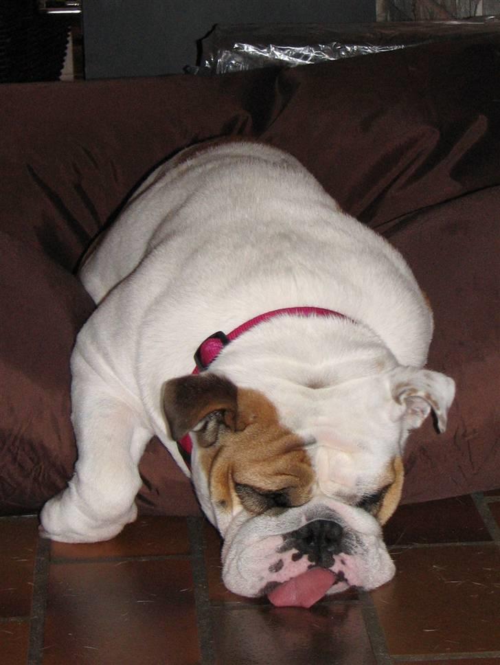 Engelsk bulldog Rosa - "Rosie" - Hund over bord ! billede 4