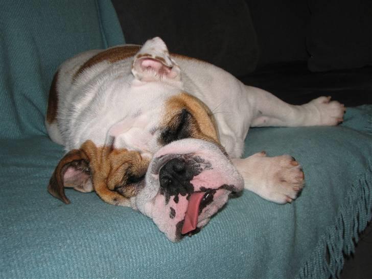 Engelsk bulldog Rosa - "Rosie" - Gå TUR ?!? Ja, ja ok - gå du bare, vi ses senere....... billede 5