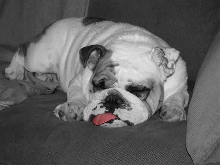Engelsk bulldog Rosa - "Rosie" - ZZzzzzzzzzzz....!!! billede 6