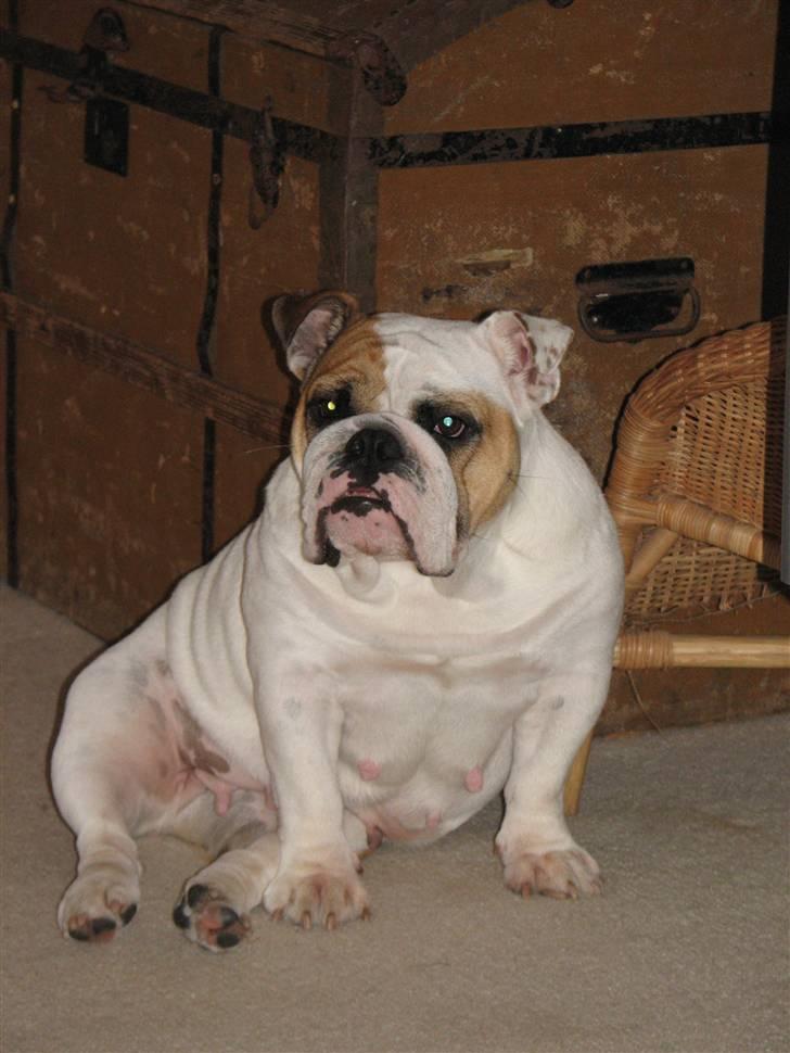 Engelsk bulldog Rosa - "Rosie" - Er det ok jeg liige ta´r en slapper ?? billede 7