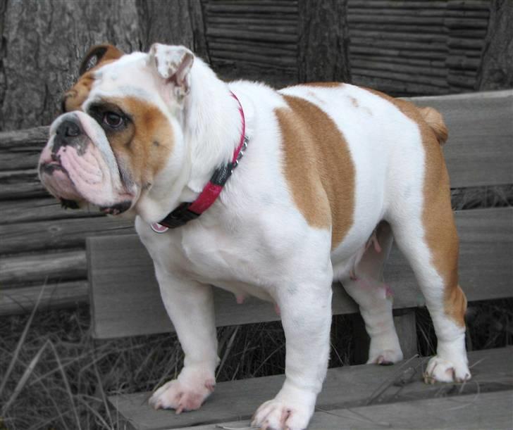 Engelsk bulldog Rosa - "Rosie" - Så TA´da det billede, så jeg kan komme videre ! billede 8