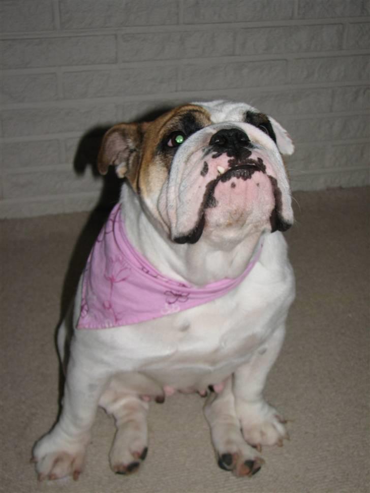 Engelsk bulldog Rosa - "Rosie" - Hvor længe har du tænkt dig at holde den godbid helt deroppe ???!? billede 9