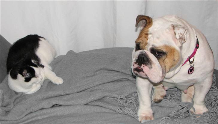 Engelsk bulldog Rosa - "Rosie" - Som venner vi dele...... MIN PLADS...! billede 10
