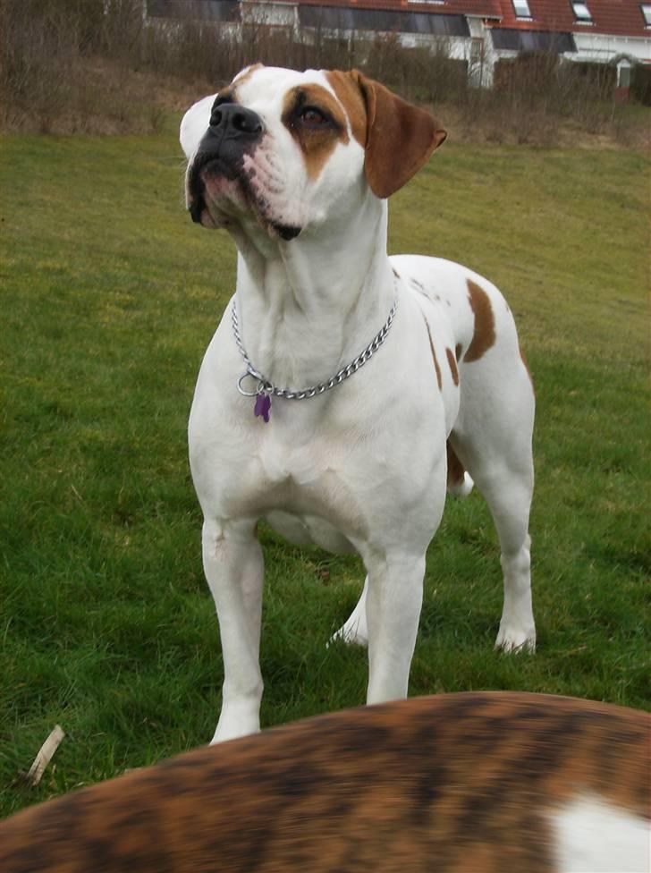Amerikansk bulldog holmegaards Bull red hot nugga - har du noget mad....... billede 3