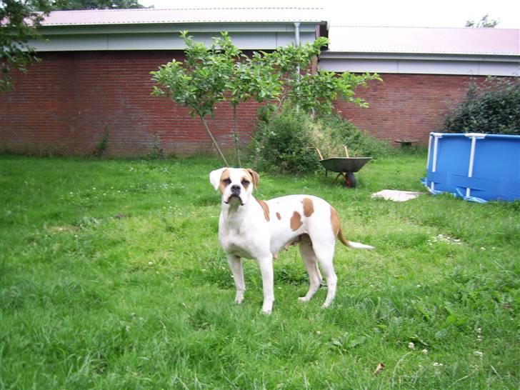 Amerikansk bulldog holmegaards Bull red hot nugga - 07 billede 4