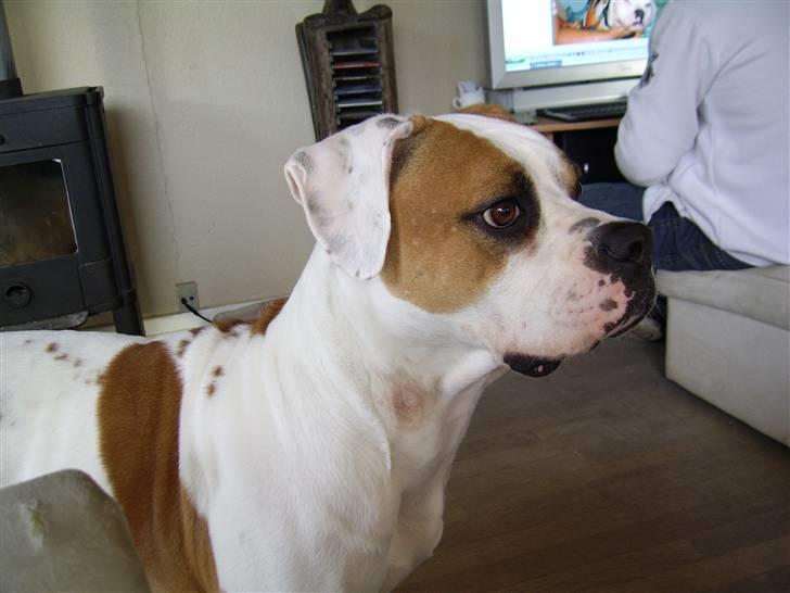 Amerikansk bulldog holmegaards Bull red hot nugga - hvad 07 billede 5