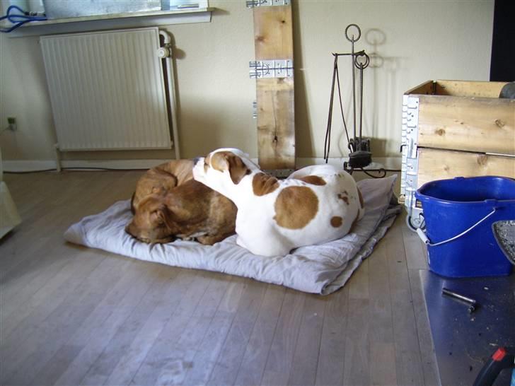 Amerikansk bulldog holmegaards Bull red hot nugga - mm.....putter foran brændeovnen sammen caponi 07 billede 6