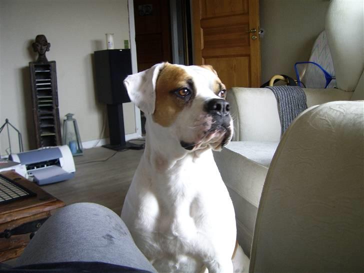 Amerikansk bulldog holmegaards Bull red hot nugga - Jeg bestemmer 07 billede 7