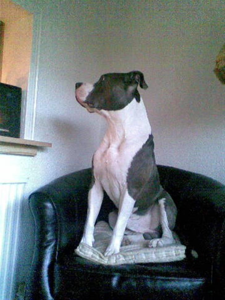 Amerikansk staffordshire terrier cæsar" R.I.P"  billede 15