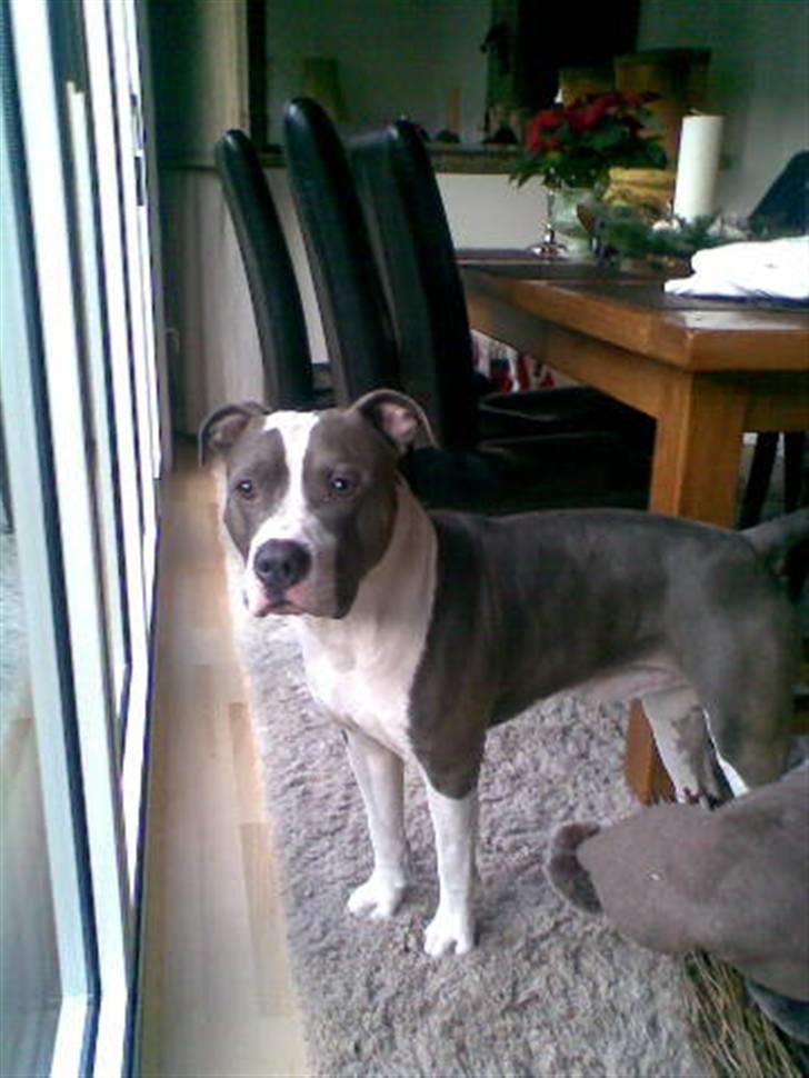 Amerikansk staffordshire terrier cæsar" R.I.P"  billede 16