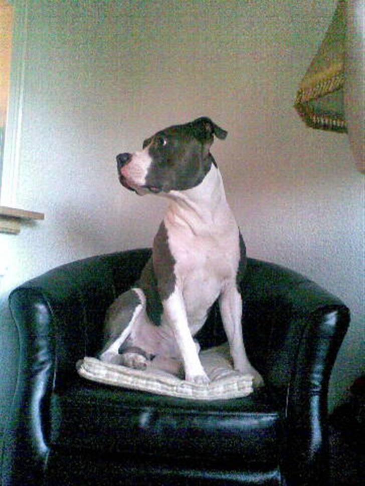 Amerikansk staffordshire terrier cæsar" R.I.P"  billede 17