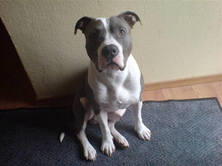 Amerikansk staffordshire terrier cæsar" R.I.P"  billede 18