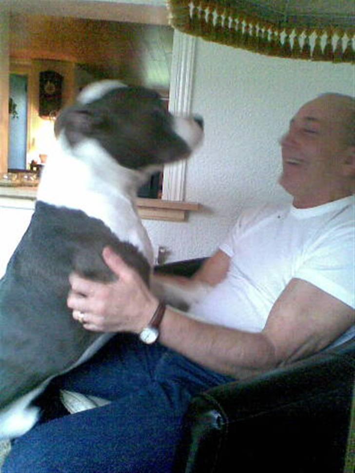 Amerikansk staffordshire terrier cæsar" R.I.P"  - kom nu farfar vi skal lege billede 19