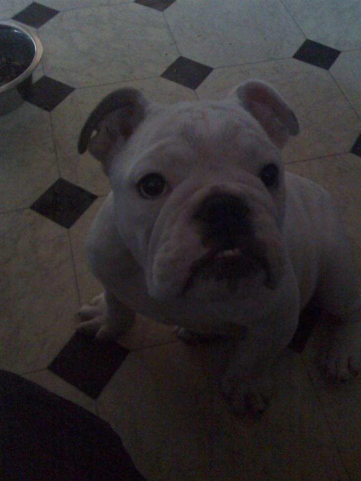 Engelsk bulldog Nala R.i.p D 22/7-2017 - Nala i køkkenet billede 7