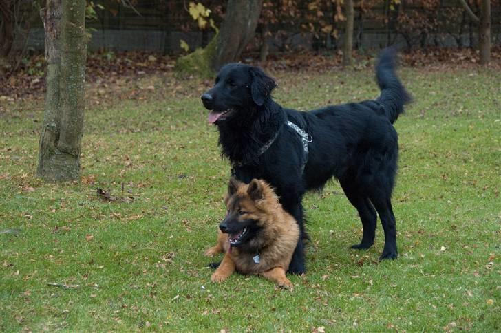 Eurasier Spike - Besøg af Flatcoaten Flappy i haven. billede 19