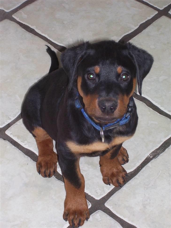 Rottweiler Elmedige´s Manny - 11 uger gammel billede 1