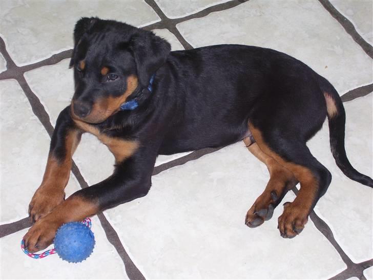 Rottweiler Elmedige´s Manny - 12 uger gammel billede 2