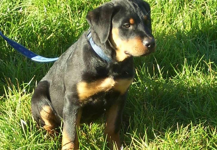 Rottweiler Elmedige´s Manny - 13 uger gammel billede 3