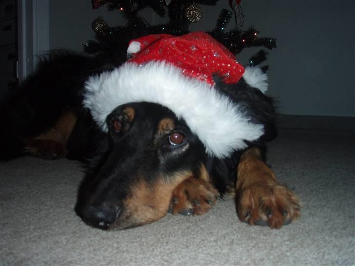 Hovawart Holley billede 12