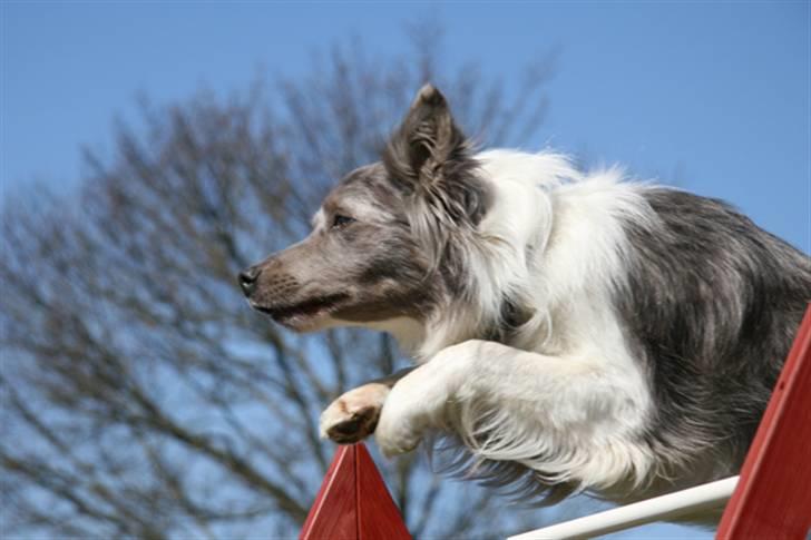 Border collie Zacho billede 1