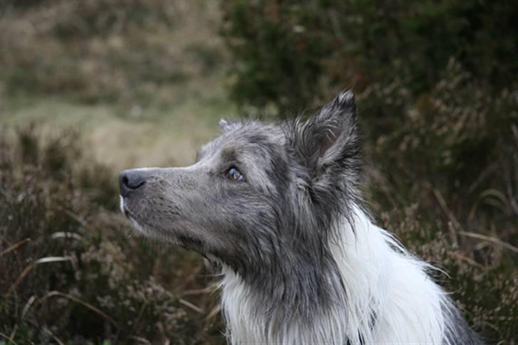 Border collie Zacho - Zacho våd, efter en tur i bølgen blå :-) billede 2
