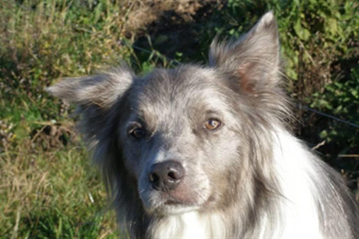 Border collie Zacho - ´Hallo, hvad skal vi nu?´ billede 3